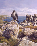 Peregrine falcon picture - from a bird of prey painting by bird artist Martin Ridley  