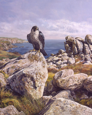 Peregrine Falcon Print