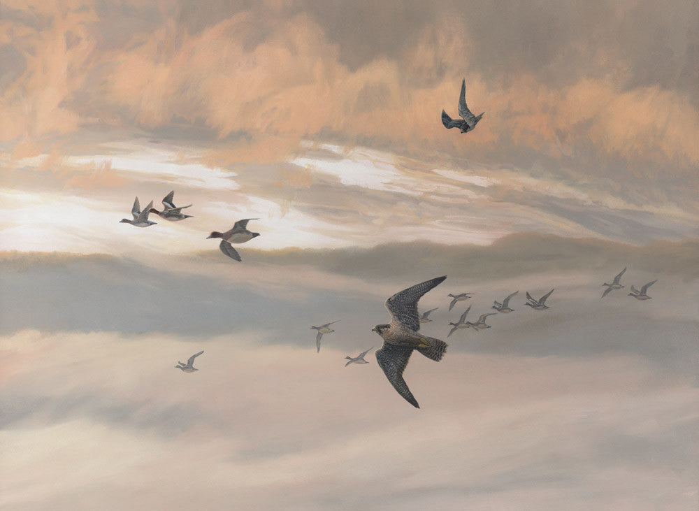 "Hunting Peregrine", Peregrine Falcon Print