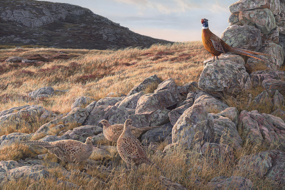 Ring-necked pheasants picture by Martin Ridley - Pheasant print