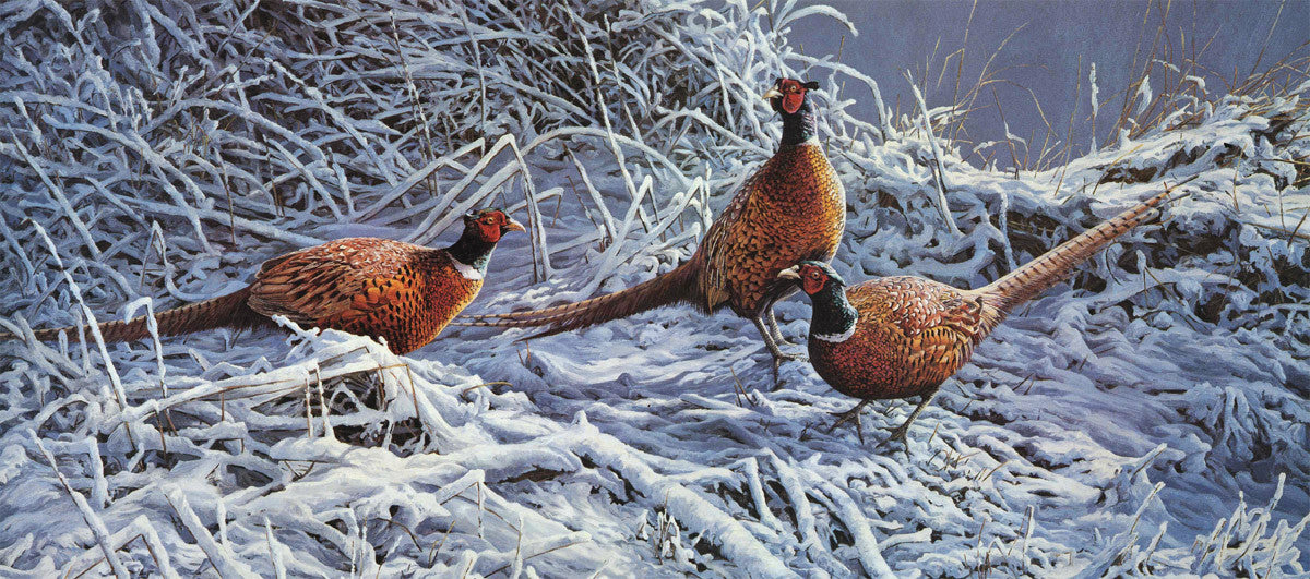 Pheasant trio in snow picture - limited edition gamebird print