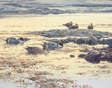 Pintail ducks and lapwing picture