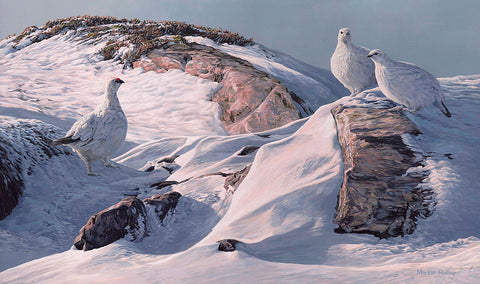 Ptarmigan on Schiehallion