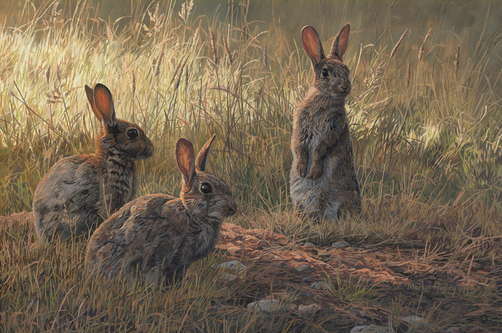 "Trio of Young Rabbits" Print