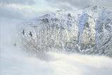 Ravens in winter print - snow covered mountain picture