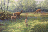Print of red deer hinds and calves