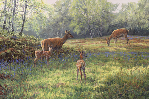 "Spring Red Deer Calves" Print
