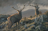 Picture of two red deer stages with 12 pointer antlers