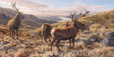 Red stag deer prints Scotland - Reproduced from an original oil painting by Martin Ridley