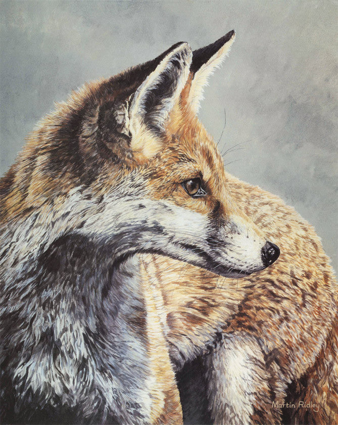 Red fox head study by Martin Ridley - limited edition print