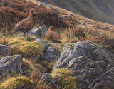 Pair of Red Grouse Print