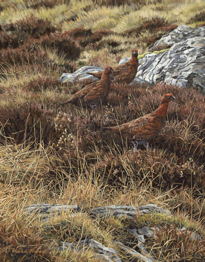 Red Grouse Prints for Sale