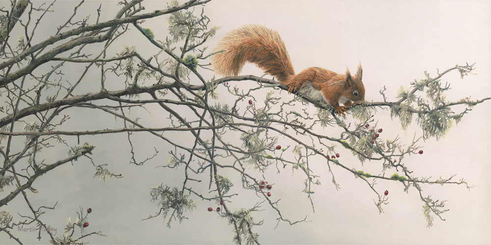 Red squirrel pictures - Wildlife print of a red squirrel by Martin Ridley