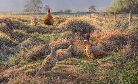 Showtime Pheasants - Print of displaying pheasants in early spring