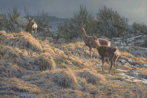 "Trio of Roe Deer" Print