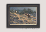 Framed picture of roe deer