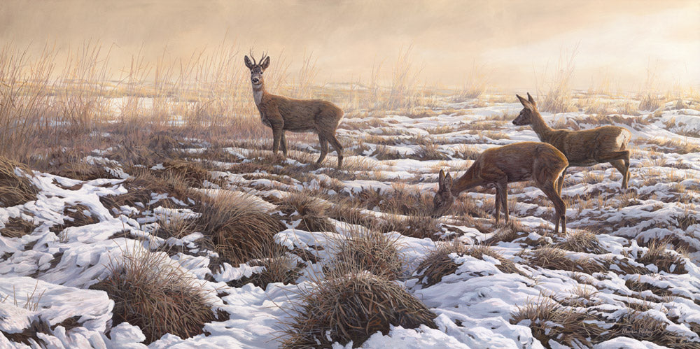 First Snow Roe Deer Canvas Print