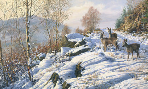 "Winter Track" Roe Deer Print