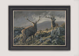 Framed print of two red deer stags with 12 point antlers