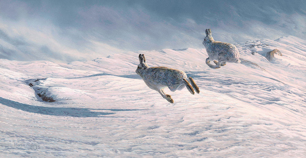 Mountain hares otherwise know as blue hares running in the snow. Print on canvas