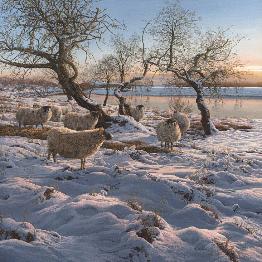 Picture of black-face sheep in a snow covered landscape by the river Spey