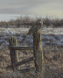 Short-eared owl print for sale - from a painting by bird artist Martin Ridley