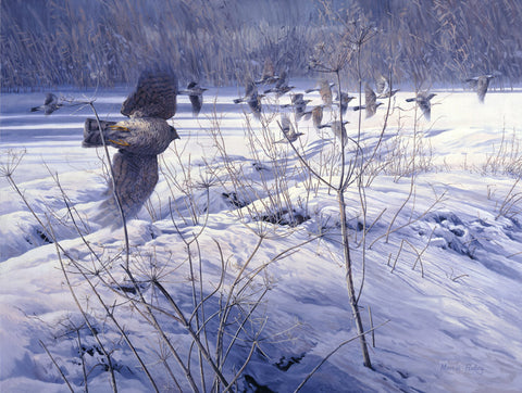 Hunting Sparrowhawk Print