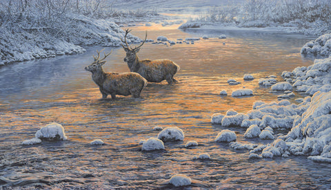 "River Crossing" Red Deer Print