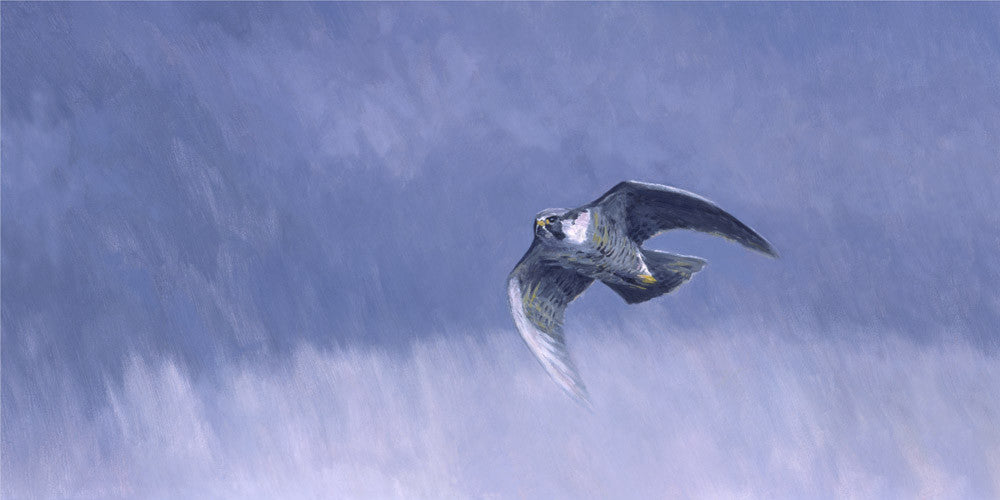 Canvas print of a stooping peregrine falcon - falconry art