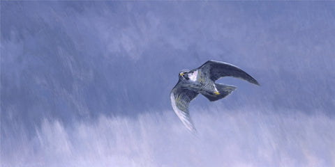 "The Stoop", Peregrine Falcon Print