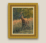 Framed roe buck canvas print