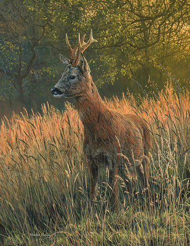 "Summer Grasses" Roe Buck Print