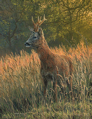 Picture of roe buck in field of summer grasses