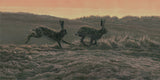 European brown hares running picture