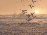 Pink-footed geese landing print