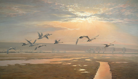 "Flight of Swans" Print of Swans