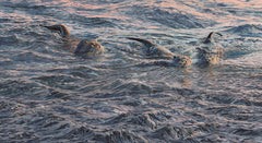 Picture of otters fishing in sea loch