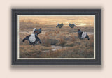 Framed print of displaying black grouse