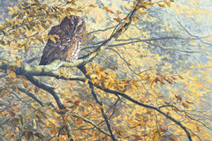 Print of Tawny Owl Roosting Amongst Autumn Leaves