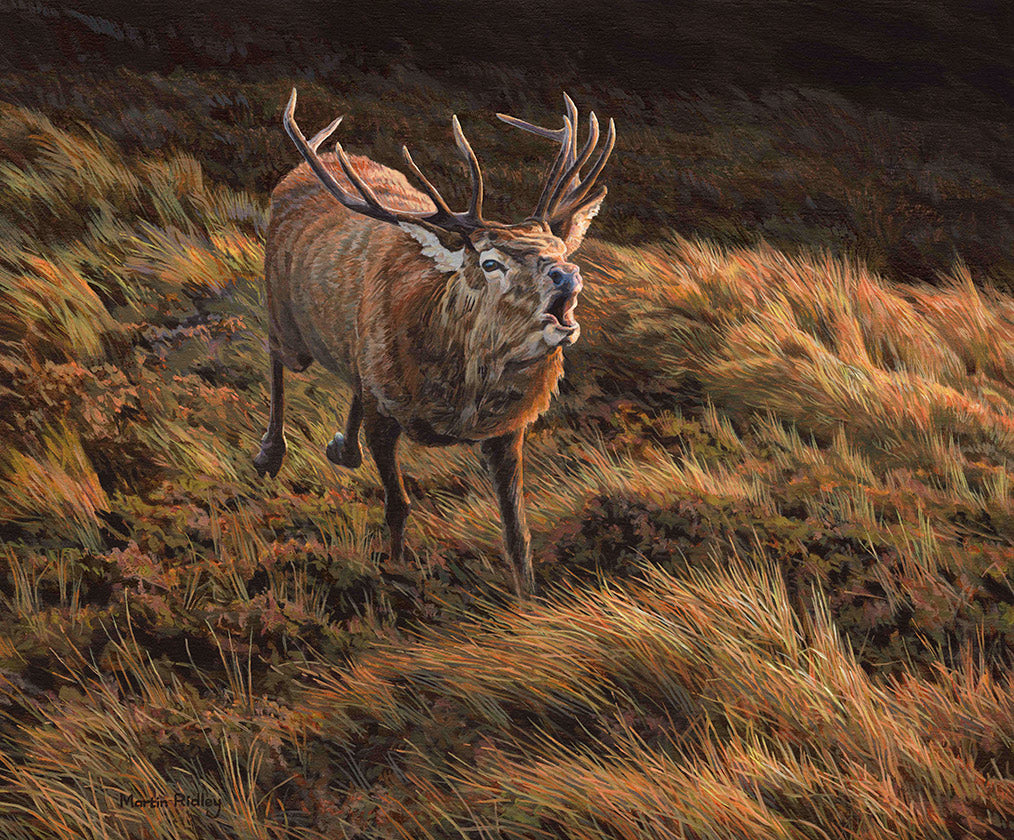 picture of a red stag charging during the rut