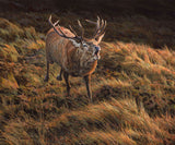 picture of a red stag charging during the rut