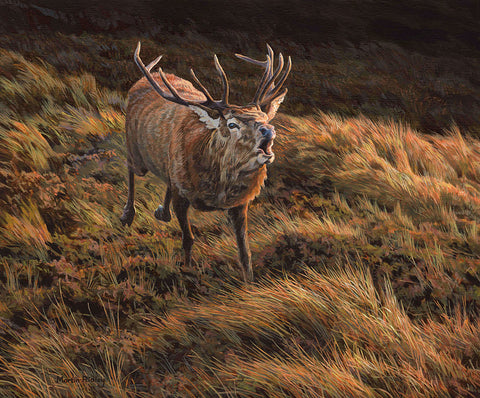 "The Charge" Red Deer Stag Print