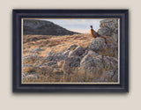 Framed print of male & female pheasants