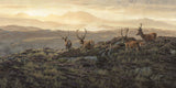 Red deer stags print for sale. Velvet Morning by wildlife artist Martin Ridley