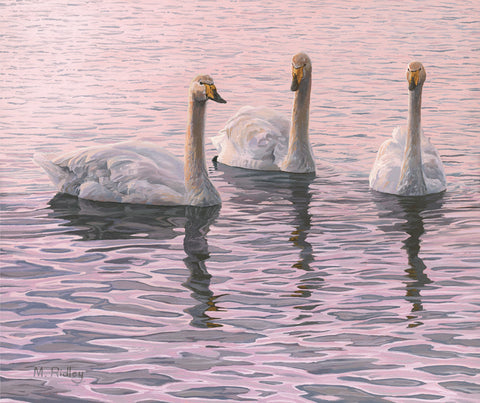 "Whooper Swans Trio" Canvas Print