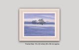 Framed print of alder trees in the snow