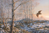 Picture of woodcock flying in evening light