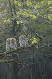 Picture of young tawny owl chicks by bird artist Martin Ridley - Owl Prints