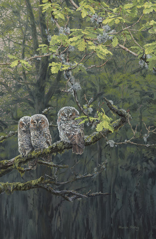 Young Tawny Owl Chicks Print